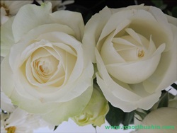 ҹѴ͡Թ Shanel LK Flower Hua Hin Thailand